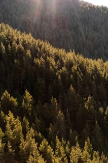 A dense and serene pine forest illuminated by the golden hour sunlight cascading through the trees,