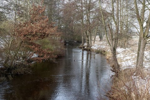 Alders (Alnus glutinosa) on the bank of a tributary of the Wümme, Fischerhuder Wümmeniederung,