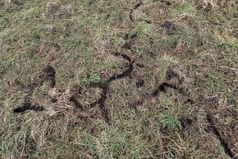 Corridors of mice in a meadow, Lower Saxony, Germany