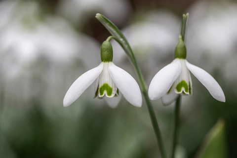 Snowdrop (Galanthus nivalis), Emsland, Lower Saxony, Germany