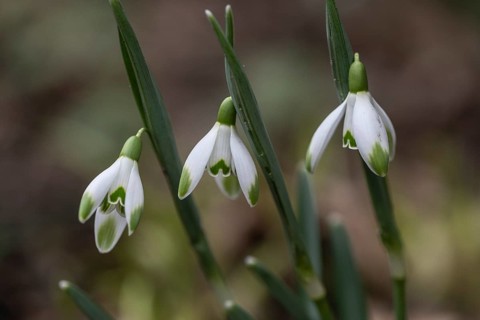 Snowdrop (Galanthus nivalis Viridipicis), Emsland, Lower Saxony, Germany