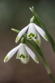 Snowdrop (Galanthus nivalis Viridipicis), Emsland, Lower Saxony, Germany