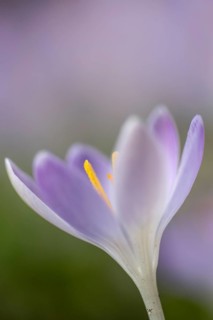 Elfin crocus (Crocus tommasinianus), Emsland, Lower Saxony, Germany