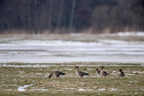 Bean geese (Anser fabalis), Lower Saxony, Germany