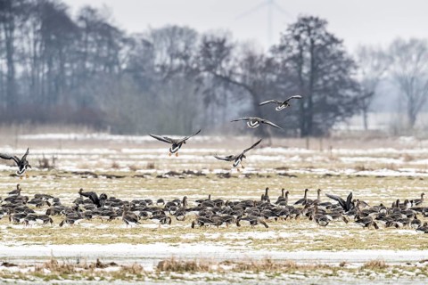 White-fronted geese (Anser albifrons), Lower Saxony, Germany