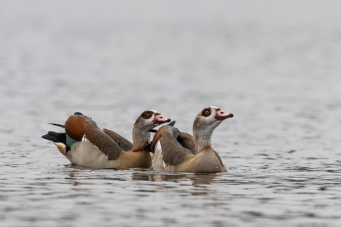 Egyptian geese (Alopochen aegyptiacus), swimming, Emsland, Lower Saxony, Germany