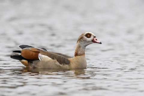 Egyptian goose (Alopochen aegyptiacus), swimming, Emsland, Lower Saxony, Germany