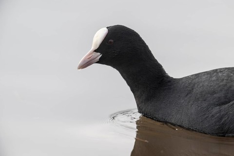 Eurasian Coot (Fulica atra), Emsland, Lower Saxony, Germany