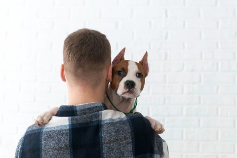 Back view of unrecognizable man in a checked shirt holds a brown and white Staffordshire Terrier