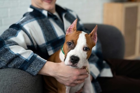 A cropped unrecognizable man in a flannel shirt holds a white and tan dog in a cozy home setting,