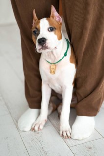 A young brown and white Staffordshire Terrier puppy dog wearing a green collar sits calmly between