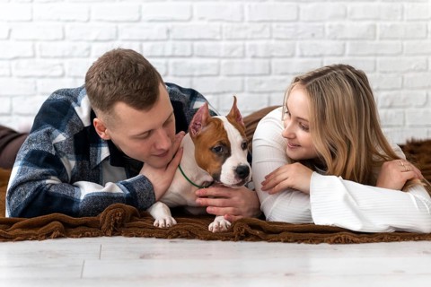 A young man and woman lovingly interact with their white and brown Staffordshire Terrier puppy dog,