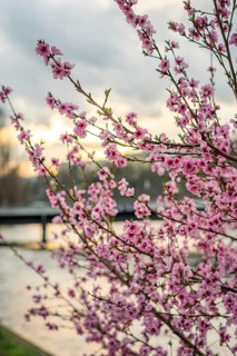 Vibrant pink blossoms bloom on branches during a peaceful spring evening in Geneva, with a softly