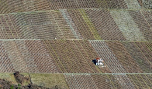 A stunning aerial shot of a Swiss vineyard with neatly arranged rows of grapevines. A small house