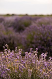 A serene field of blooming lavender stretches endlessly, showcasing vibrant purple hues and