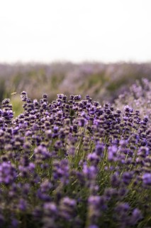 A tranquil lavender field in full bloom with delicate purple flowers stretching to the horizon. A