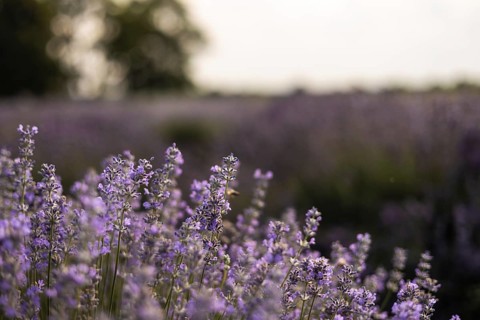 A stunning view of a lavender field in soft evening light. The scene captures the tranquility and
