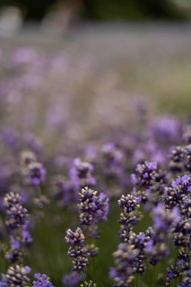 A lavender field in full bloom, showcasing vibrant purple flowers. The gentle blur in the