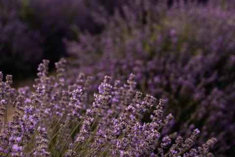 A stunning close up of a lavender field in full bloom, showcasing the vibrant purple flowers and