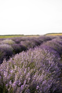 A serene lavender field stretches endlessly under a clear sky, showcasing vibrant purple hues. This