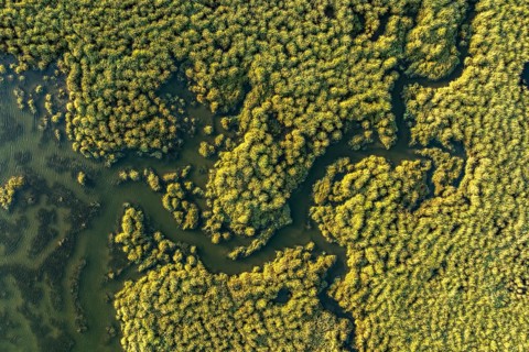 Aerial photograph showcasing the verdant sprawl and intricate waterways of the Guadalquivir