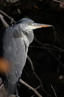 A close-up shot of a heron perched on a tree branch, highlighting its elegant feathers and sharp