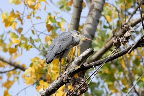 A heron balances gracefully on a tree branch surrounded by vibrant autumn leaves. The serene forest