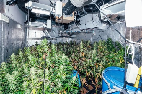 Detailed view of an indoor marijuana farm with fully grown cannabis plants, equipped with