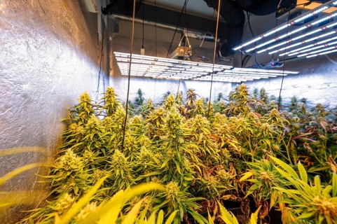 Indoor cannabis plantation showcasing dense marijuana plants under high-efficiency LED lights in a