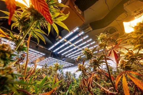 Wide angle view of a modern indoor marijuana plantation. The photo showcases vibrant cannabis