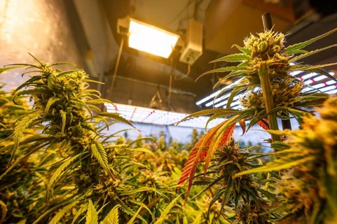 Lush cannabis plants flourishing under artificial lighting in an indoor marijuana farm, showcasing