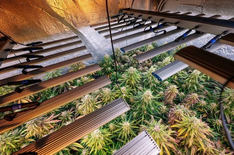 Advanced indoor marijuana plantation showcasing healthy cannabis plants under LED grow lights,