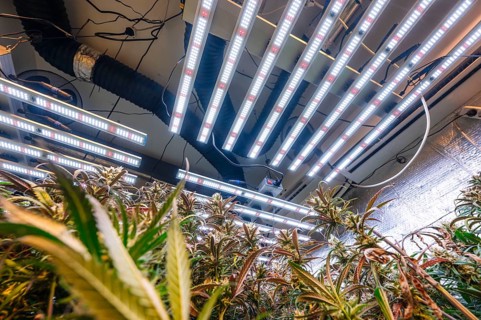 Low-angle view of a marijuana plantation under advanced LED lights, showing modern agriculture