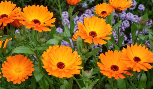A bright and colorful display of Calendula officinalis, commonly known as Pot Marigold, showcasing