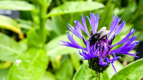 A bee gathers pollen on a sunny day from a striking purple Centaurea cyanus, commonly known as