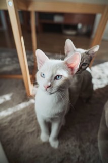 Two cats with striking blue eyes, basking in the gentle sunlight at home. Their curious expressions