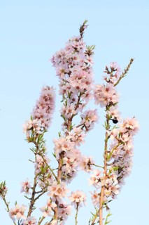 Delicate almond blossoms bloom under the soft afternoon light, set against a pristine blue sky,