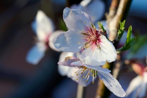 A delicate almond blossom captured in the soft glow of afternoon sunlight, highlighting its fine