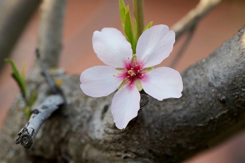 This image captures a delicate almond blossom in full bloom against a blurred background,