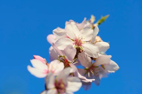 A stunning close-up image of almond blossom flowers, set against a vivid blue sky on a sunny