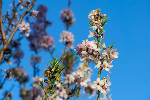 Close-up image of delicate almond blossoms against a clear blue sky, captured in the warm light of