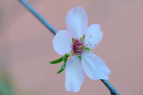 A delicate almond blossom blooms in the afternoon light, featuring soft white petals and vibrant