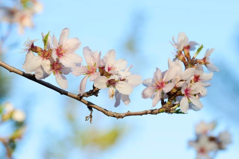 A close-up shot of delicate almond blossoms in full bloom, set against a serene blue sky background