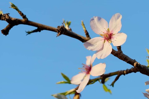 A detailed shot of delicate almond blossoms blooming under the vibrant afternoon sky, emphasizing