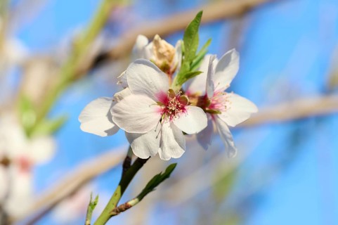 A detailed close-up of a vibrant almond blossom, captured in the soft light of the afternoon. The