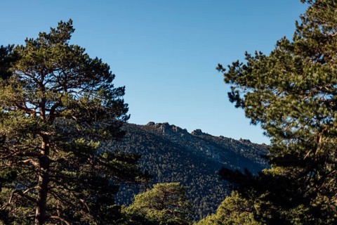 A serene landscape featuring a majestic mountain range framed by lush green pine trees under a