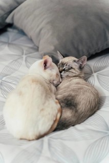 Two cozy cats snuggle together on a patterned bed, exuding warmth and tranquility. The soft colors