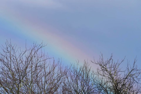 A delicate, colorful rainbow arches subtly above bare tree branches under a soft blue sky,