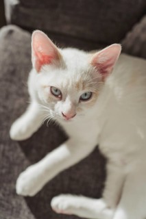 A serene image of a white cat lounging on a cozy sofa, bathed in warm sunlight. The cat's blue eyes