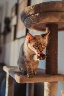 A cat sits on a multilevel cat tree, cleaning its paw in soft natural light. The cozy indoor